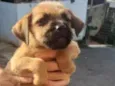 Felpudo
