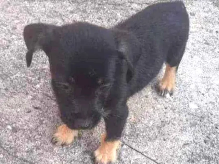 Cachorro ra a SRD idade Abaixo de 2 meses nome Bob