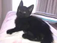 Teo