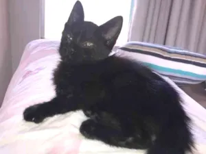 Gato raça Desconhecida idade 2 a 6 meses nome Teo