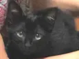 Bela