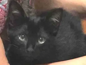 Gato raça Desconhecida idade 2 a 6 meses nome Bela
