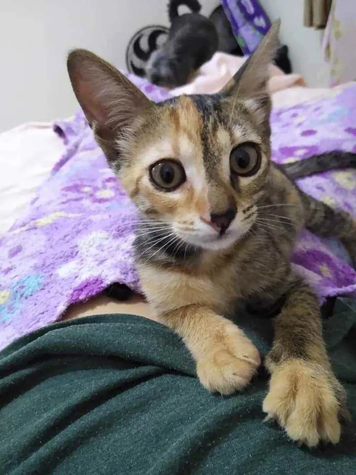 Gato ra a Srd idade 2 a 6 meses nome Bijuzi