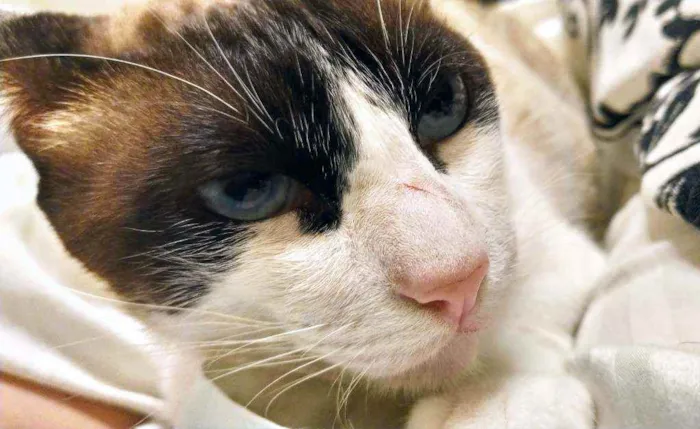 Gato ra a srd idade 1 ano nome Irmão