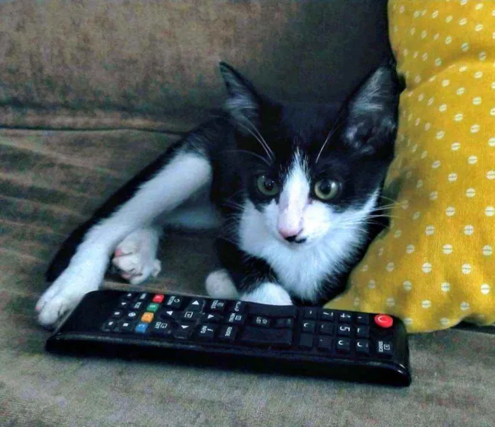 Gato ra a Srd idade 2 a 6 meses nome Filhote