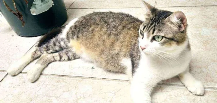 Gato ra a Srd idade 2 anos nome Mãezinha