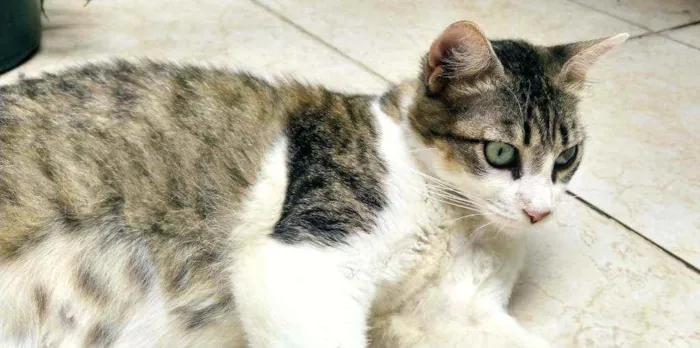 Gato ra a Srd idade 2 anos nome Mãezinha