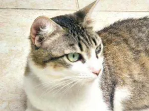 Gato raça Srd idade 2 anos nome Mãezinha