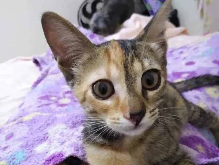 Gato ra a Srd idade 2 a 6 meses nome Bijuzi