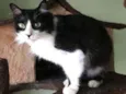 Fifi