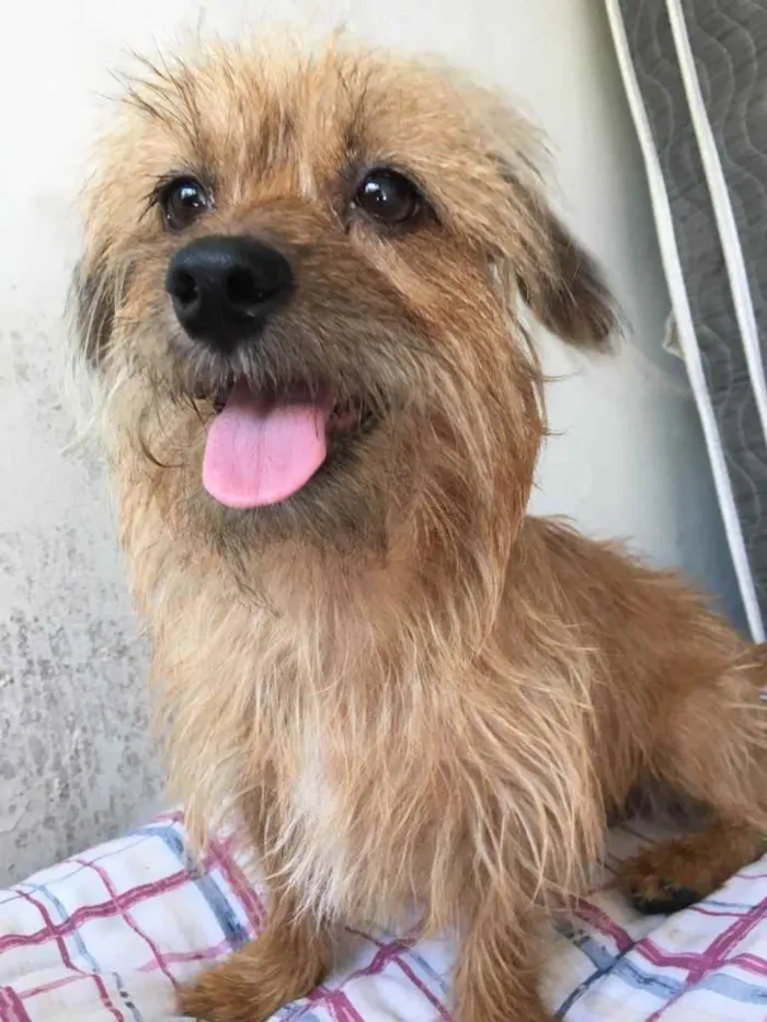 Cachorro ra a Vira lata  idade 4 anos nome Dory