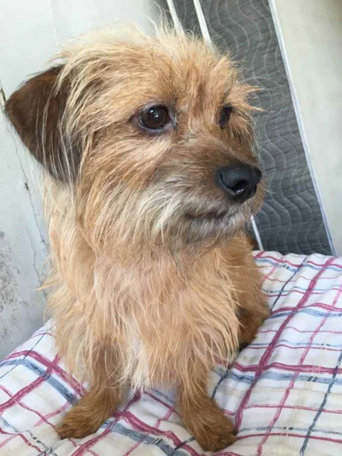 Cachorro ra a Vira lata  idade 4 anos nome Dory