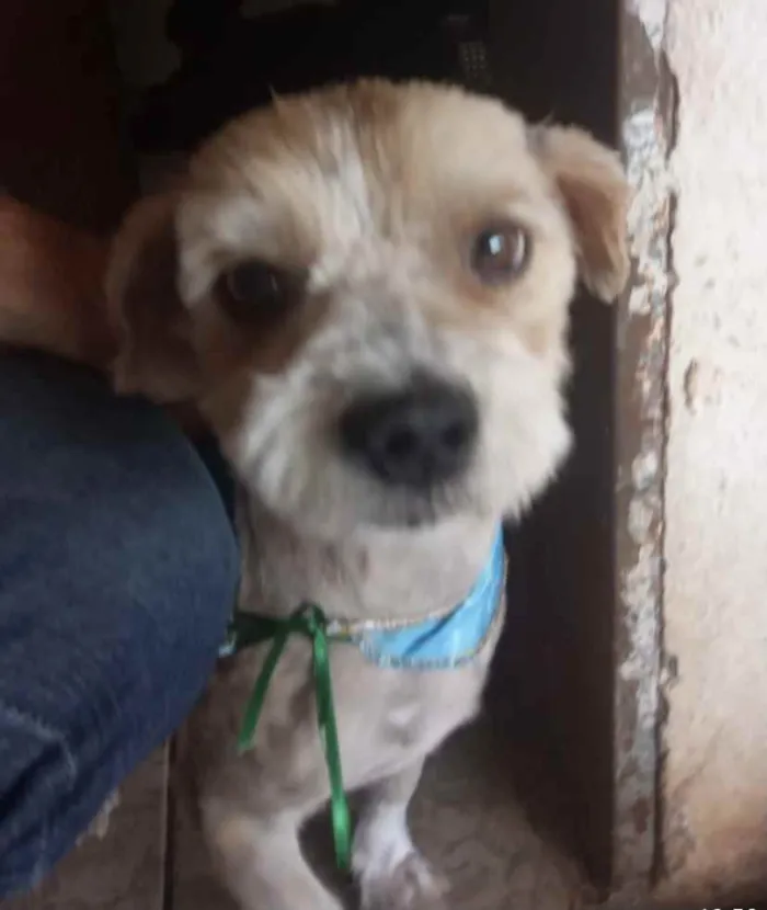 Cachorro ra a Mestiço  idade 2 a 6 meses nome Theo 
