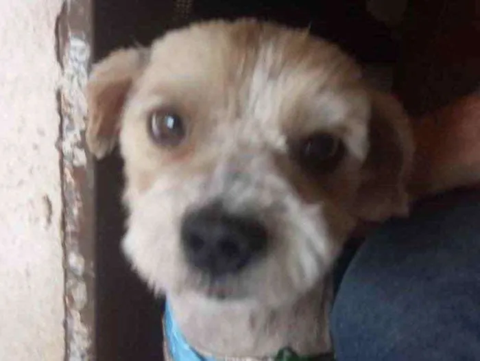 Cachorro ra a Mestiço  idade 2 a 6 meses nome Theo 