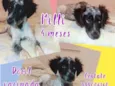 Cachorro raça Srd idade 2 a 6 meses nome Milli
