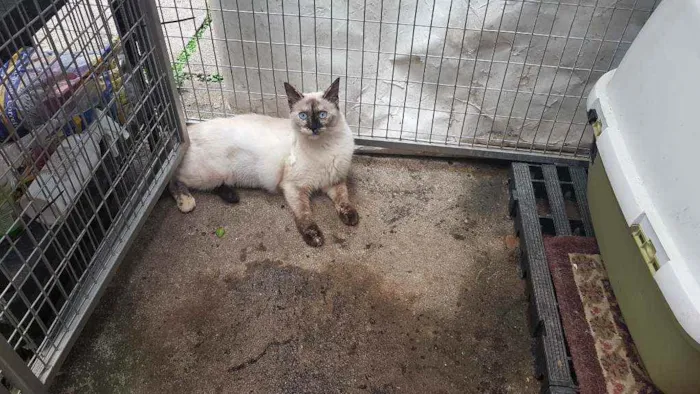 Gato raça Siames idade 2 a 6 meses nome Aurora