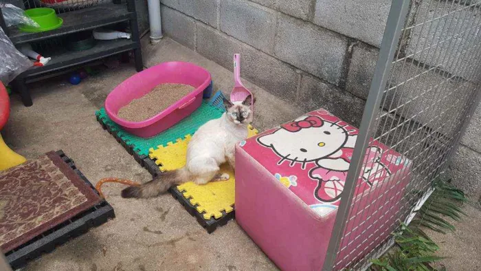 Gato raça Siames idade 2 a 6 meses nome Aurora