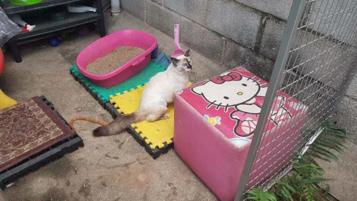 Gato raça Siames idade 2 a 6 meses nome Aurora