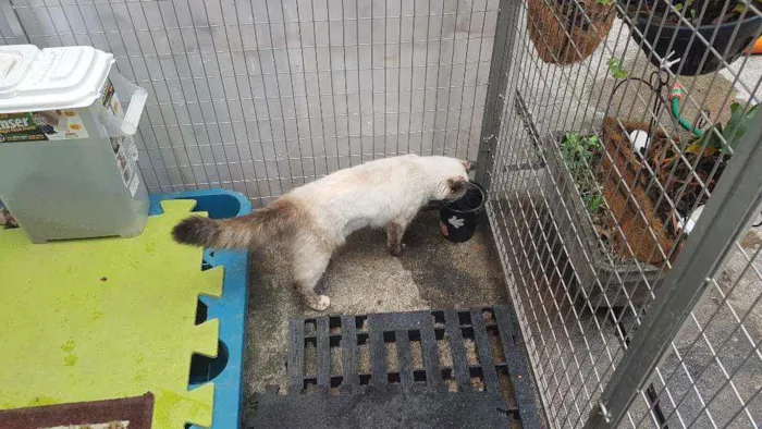 Gato raça Siames idade 2 a 6 meses nome Aurora