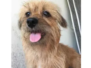 Cachorro raça Vira lata  idade 4 anos nome Dory