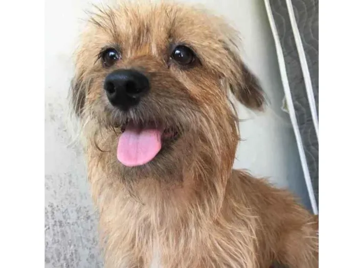 Cachorro ra a Vira lata  idade 4 anos nome Dory