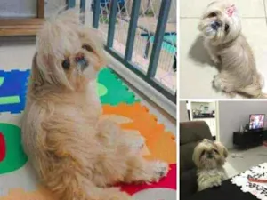 Cachorro raça  idade  nome Mel