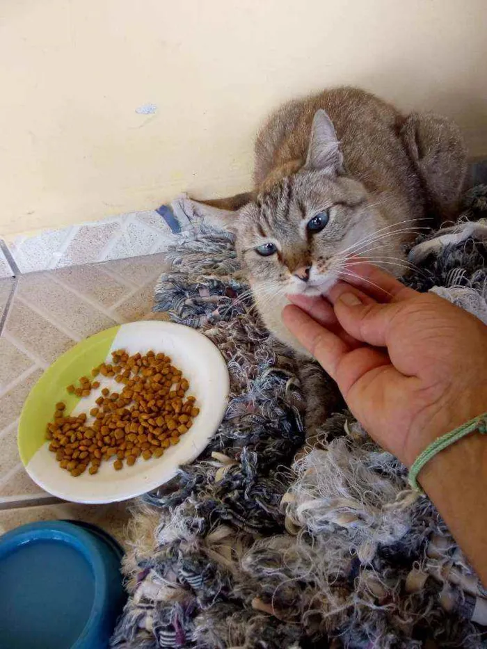 Gato raça Oooo idade  nome Oooo