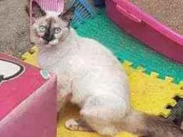 Gato raça Siames idade 2 a 6 meses nome Aurora