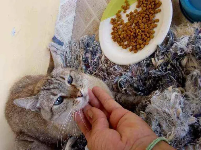 Gato raça Oooo idade  nome Oooo