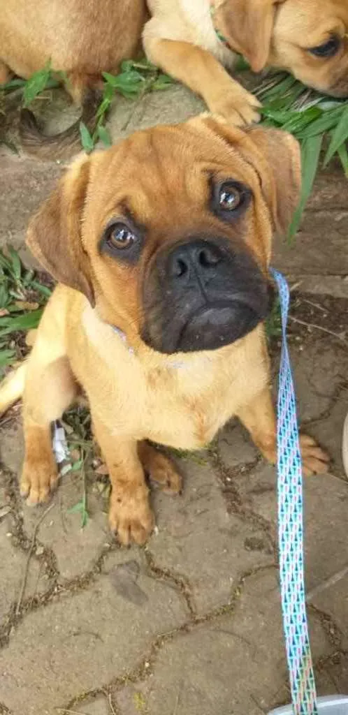 Cachorro ra a Pug misto idade 2 a 6 meses nome Prima