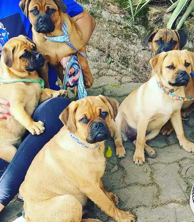 Cachorro ra a Pug misto idade  nome Lindinha