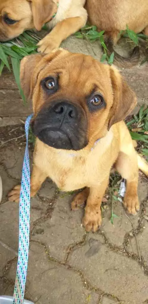 Cachorro ra a Pug misto idade  nome Lindinha