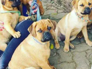 Cachorro raça Pug misto idade  nome Lindinha