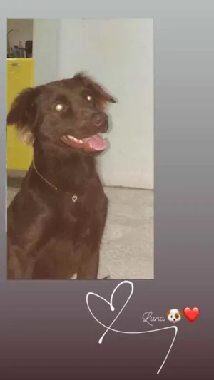 Cachorro raça Labrador  idade 1 ano nome Luna 