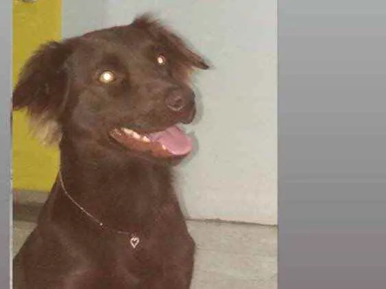Cachorro ra a Labrador  idade 1 ano nome Luna 