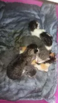 5 filhotes