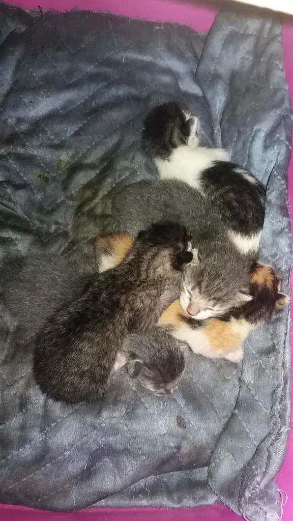 Gato raça Mestiço idade Abaixo de 2 meses nome 5 filhotes