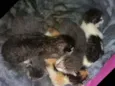 5 filhotes