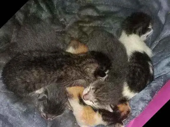 Gato raça Mestiço idade Abaixo de 2 meses nome 5 filhotes