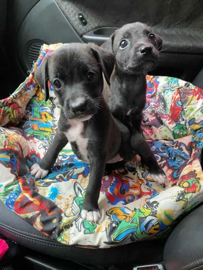 Cachorro ra a SRD idade 2 a 6 meses nome 2 lindas filhotinhas