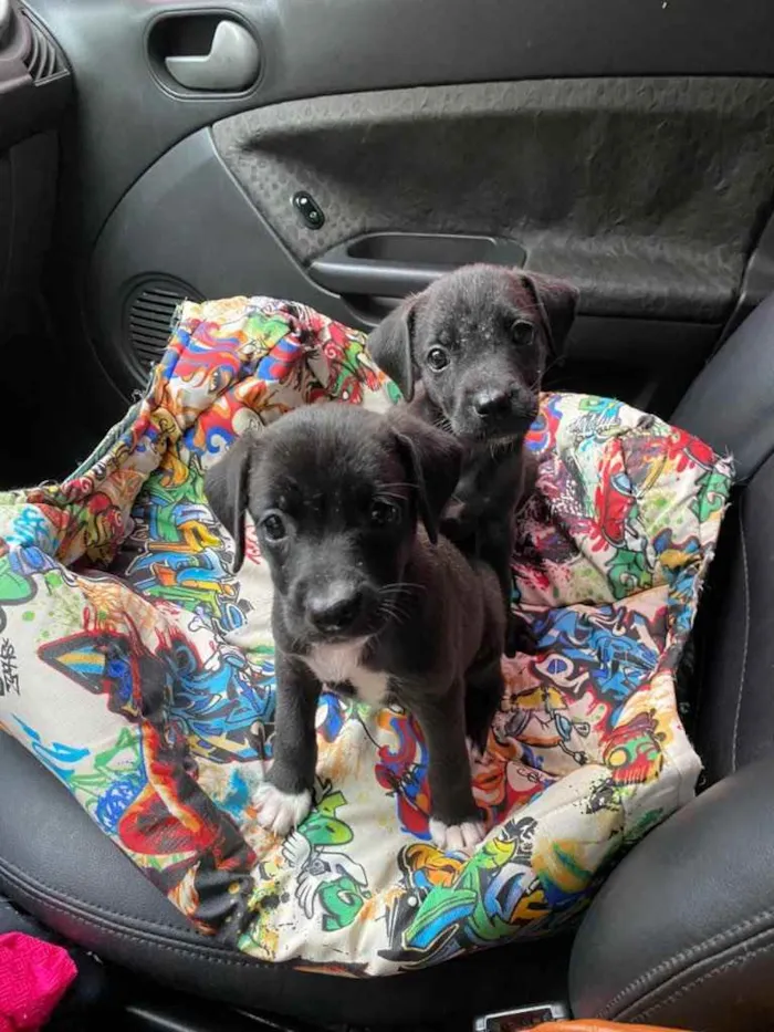 Cachorro ra a SRD idade 2 a 6 meses nome 2 lindas filhotinhas