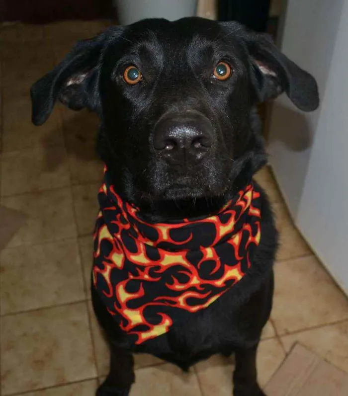 Cachorro raça Labrador idade 6 ou mais anos nome Ozzy