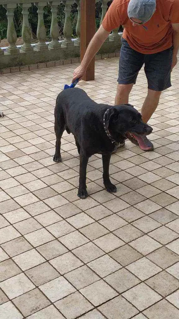 Cachorro raça Labrador idade 6 ou mais anos nome Ozzy