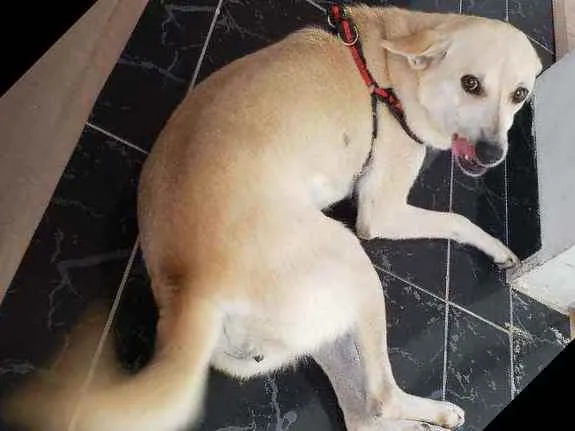 Cachorro raça  idade 4 anos nome Taxa