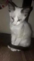 Fofuras