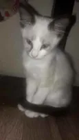 Fofuras