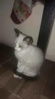 Fofuras