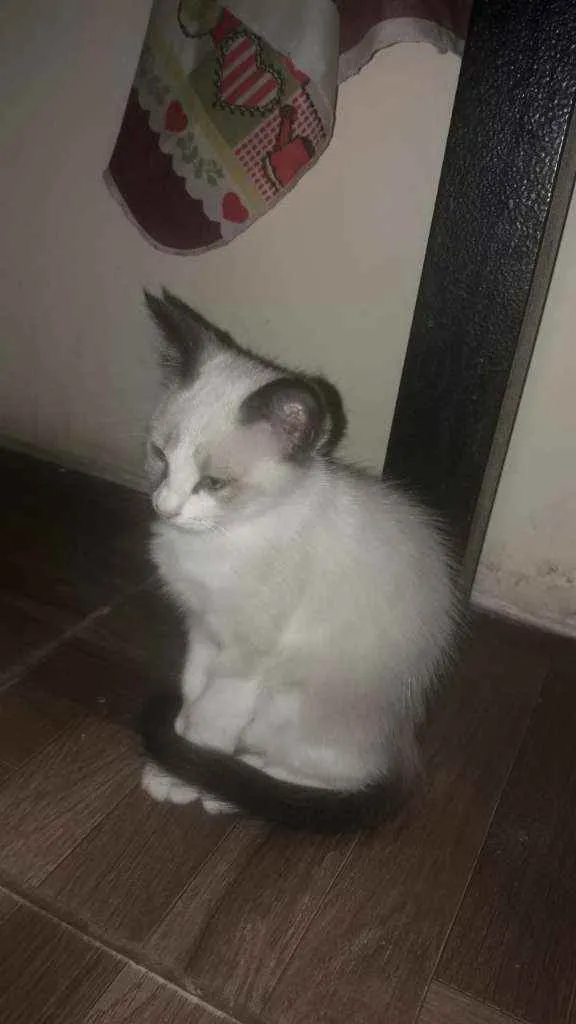 Gato ra a Sdr idade Abaixo de 2 meses nome Fofuras