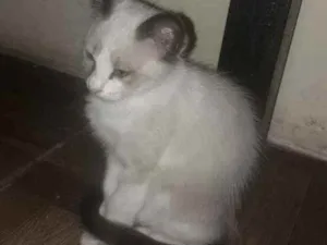 Gato raça Sdr idade Abaixo de 2 meses nome Fofuras
