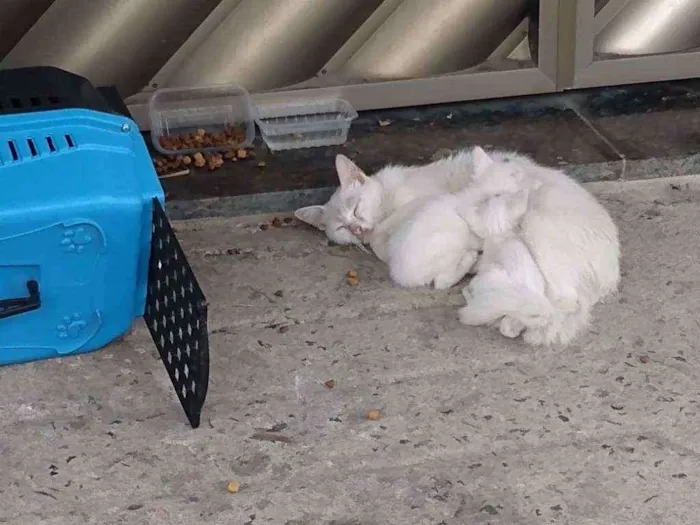 Gato ra a SRD/vira-lata idade  nome não tem